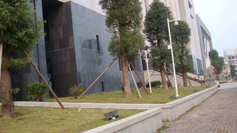 蘿崗新法院03園林綠化工程設(shè)計及施工——廣東綠化工程的典范